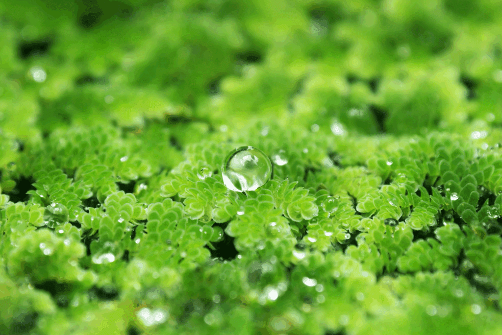 Azolla Fern
